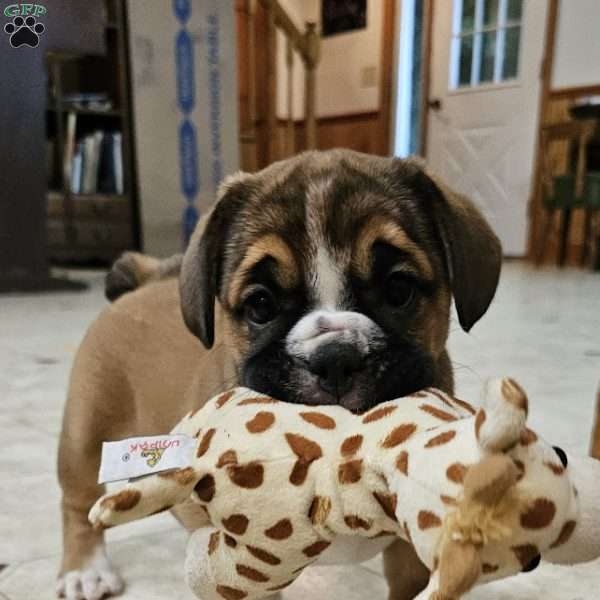 Kissy- Mini, English Bulldog Mix Puppy