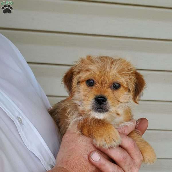 Vicky - Shorkie Puppy For Sale in Ohio