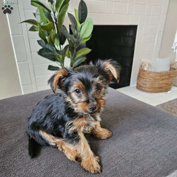 Luke, Yorkie Puppy