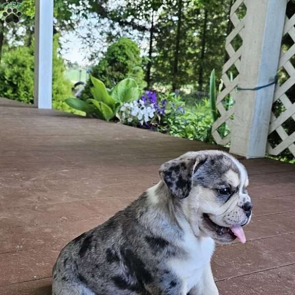 Perfection- Mini, English Bulldog Mix Puppy