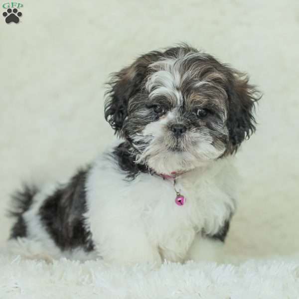 Feather, Teddy Bear Puppy