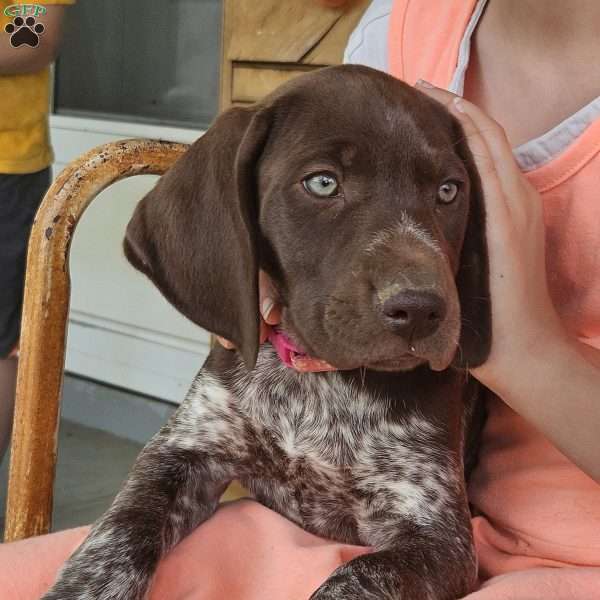 Laurel, German Shorthaired Pointer Puppy