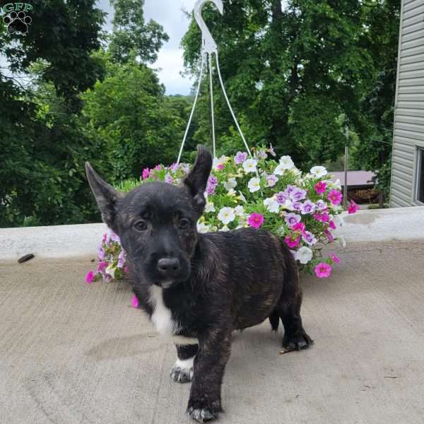 Cedar, Welsh Corgi Mix Puppy