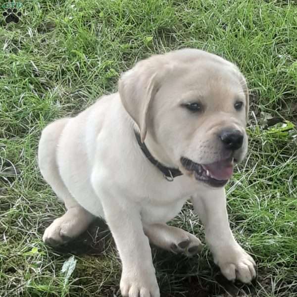 Max, Yellow Labrador Retriever Puppy