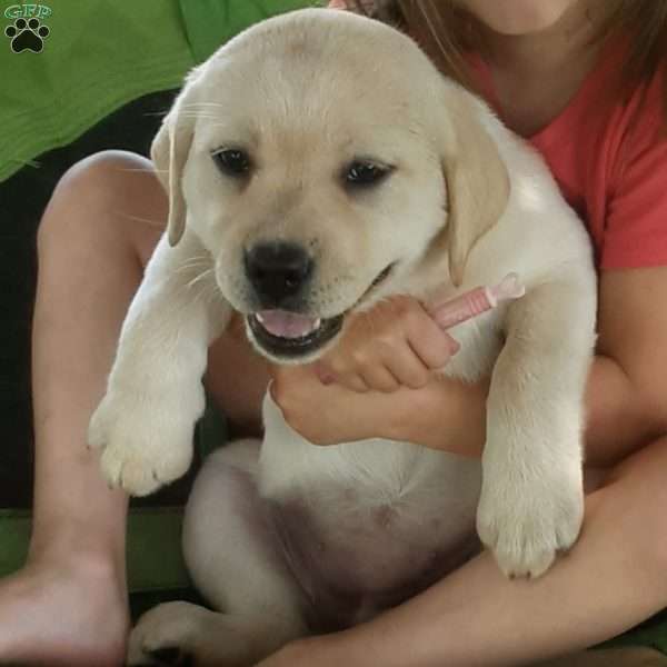 Bella, Yellow Labrador Retriever Puppy