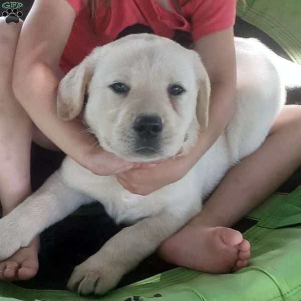 Stella, Yellow Labrador Retriever Puppy