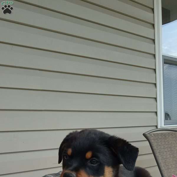 BUTTERCUP, Rottweiler Puppy