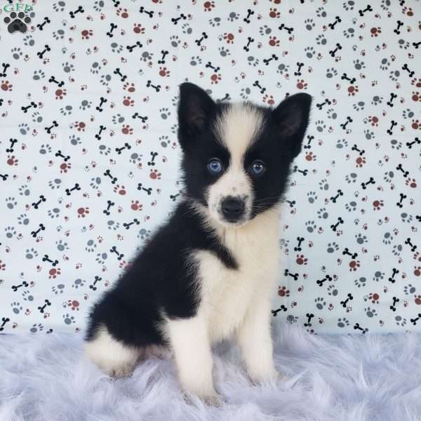 Champ, Pomsky Puppy