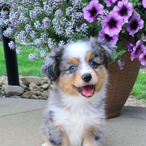 Ollie, Miniature Australian Shepherd Puppy