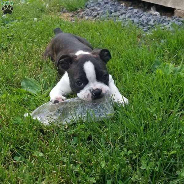 Taya, Boston Terrier Puppy