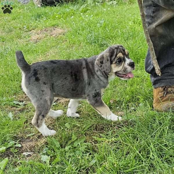 Happy- Mini, English Bulldog Mix Puppy