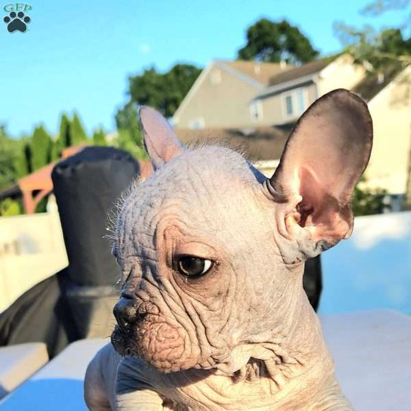 Logan, French Bulldog Puppy