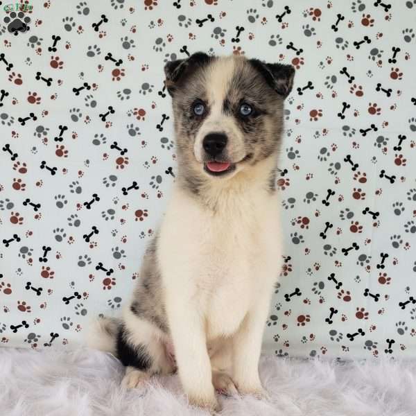 Stella, Pomsky Puppy