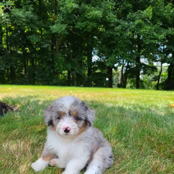 Bailey, Corgipoo Puppy