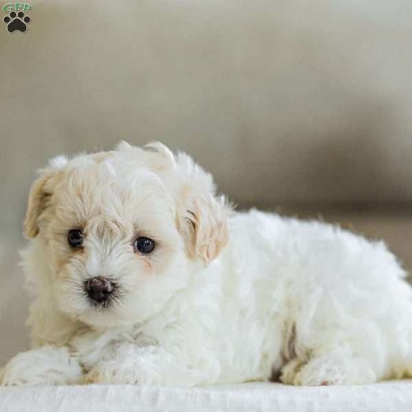 Marshmallow, Maltipoo Puppy