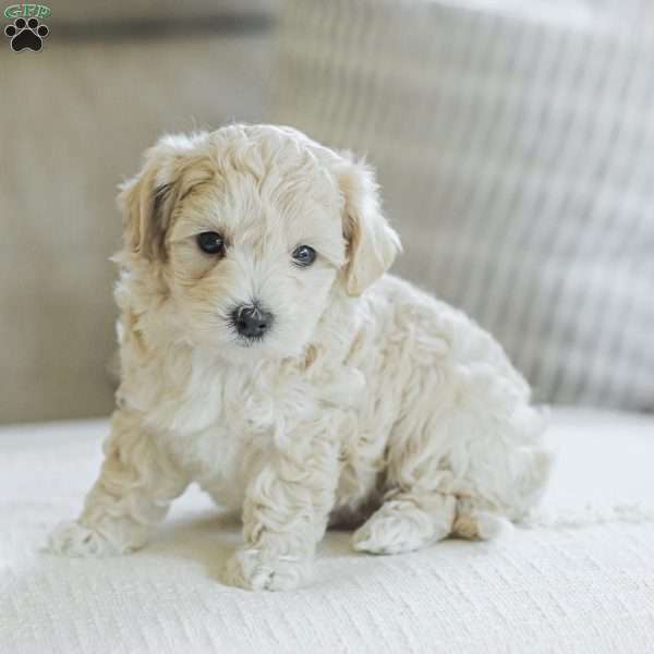 Marley, Maltipoo Puppy