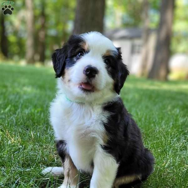 Brody, Mini Bernedoodle Puppy