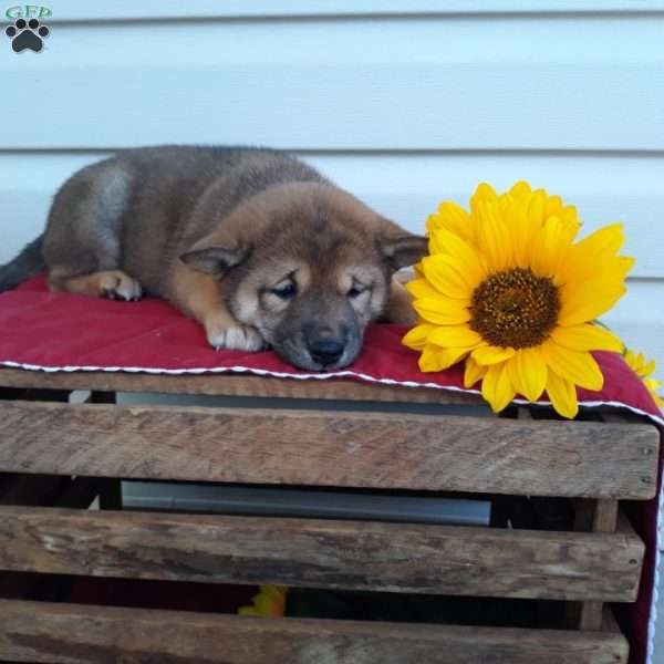 Mittens, Shiba Inu Puppy