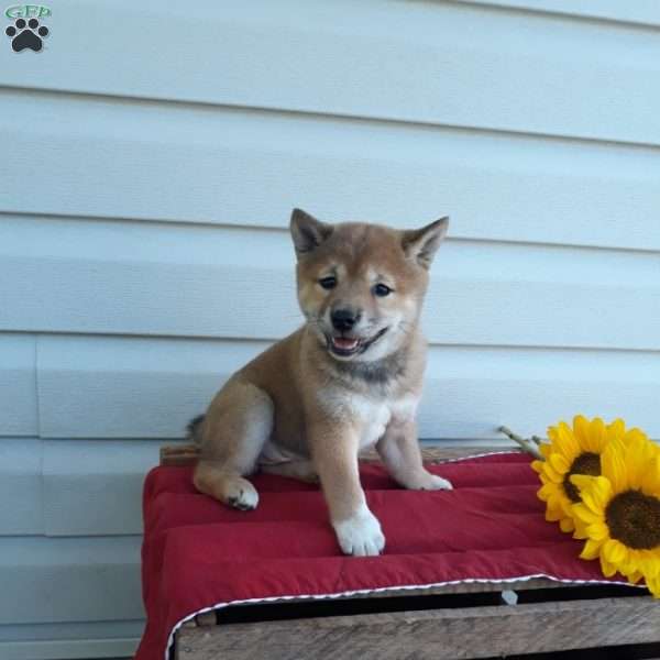 Molly, Shiba Inu Puppy