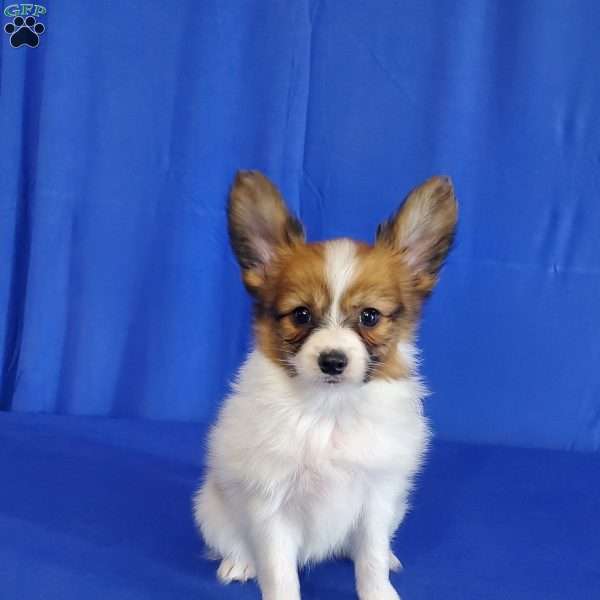 Walker, Papillon Puppy