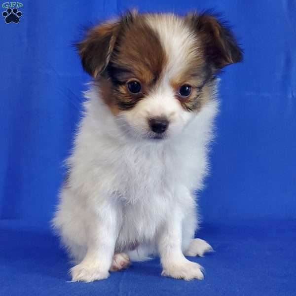 Willie, Papillon Puppy