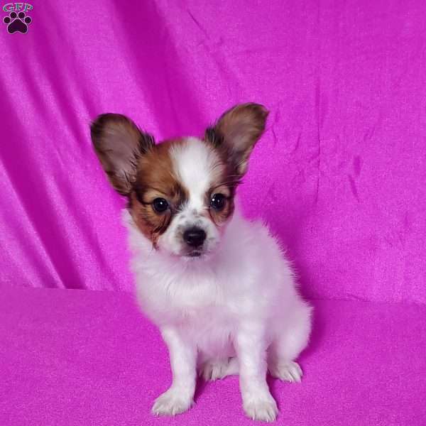 Willow, Papillon Puppy