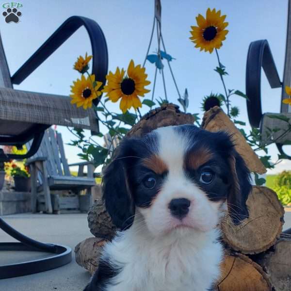 MAKAYLA, Cavalier King Charles Spaniel Puppy