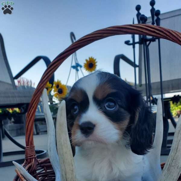 MAKISHA, Cavalier King Charles Spaniel Puppy