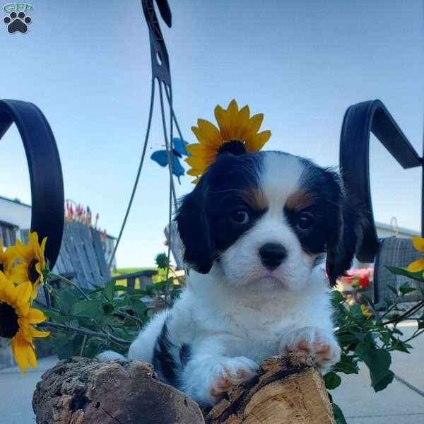 MCCORD, Cavalier King Charles Spaniel Puppy