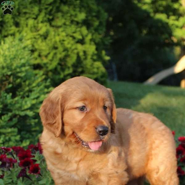 Petal, Golden Retriever Puppy