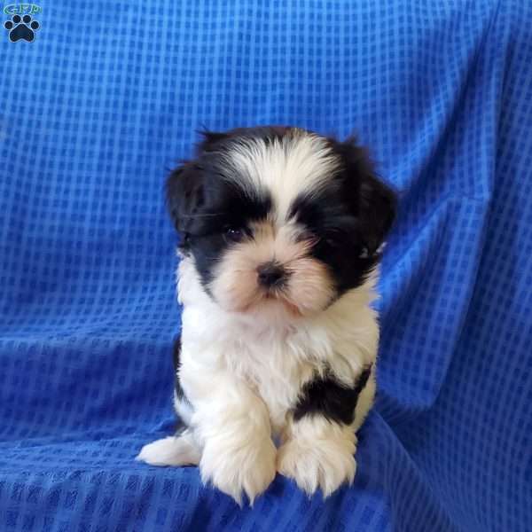 Anne, Shih Tzu Puppy