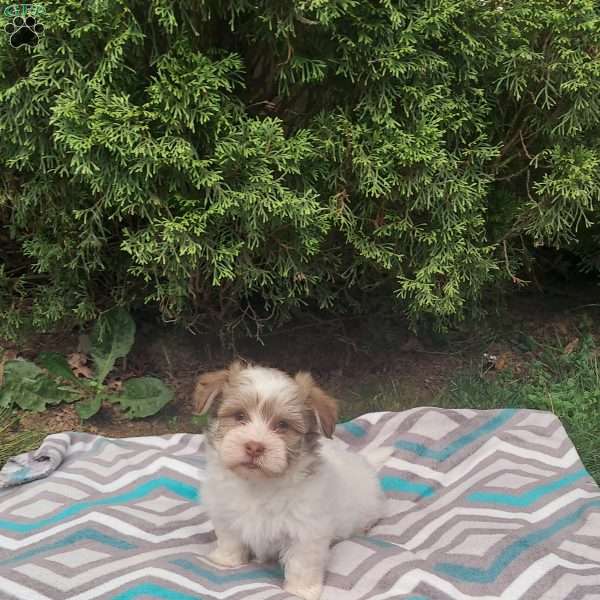 Teddy, Havanese Puppy