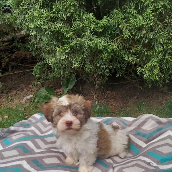 Tinker, Havanese Puppy