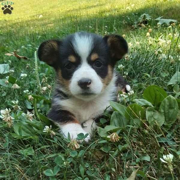 Lenny, Pembroke Welsh Corgi Puppy