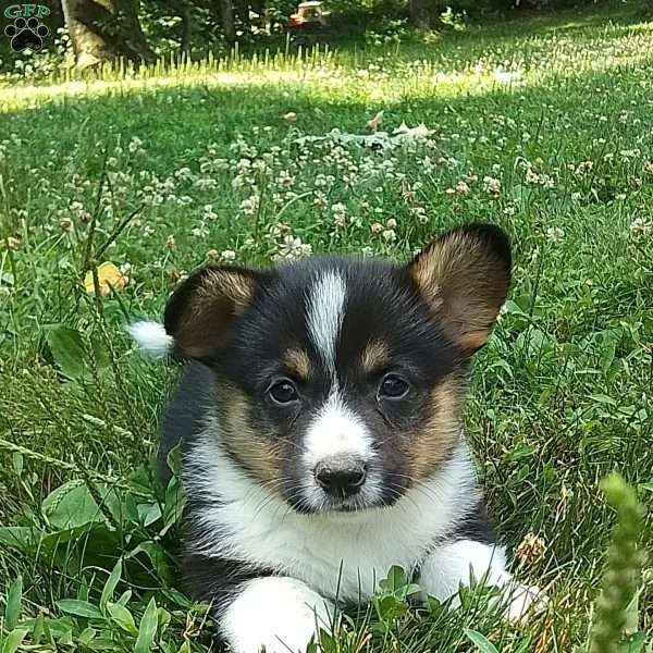 Leo, Pembroke Welsh Corgi Puppy