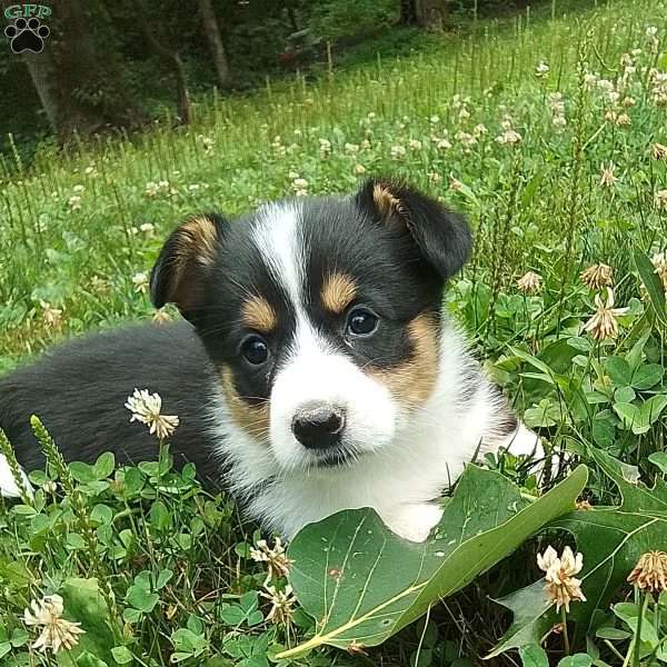 Layla, Pembroke Welsh Corgi Puppy