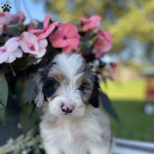 Beauty, Mini Aussiedoodle Puppy