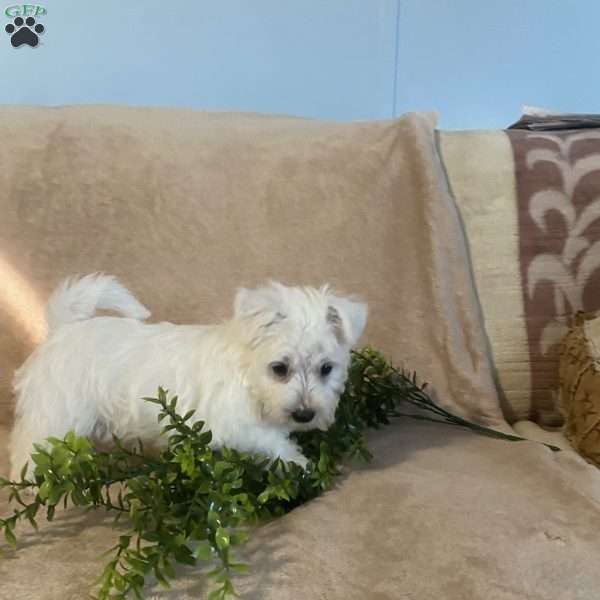 Watson, Westie Mix Puppy