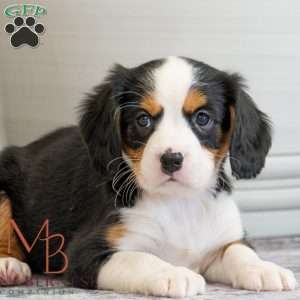 Karry, Miniature Bernese Mountain Dog Puppy