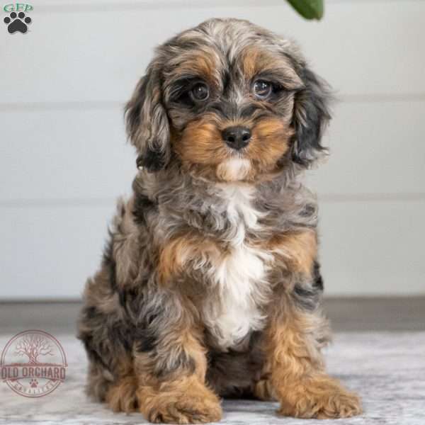 Rose, Cavapoo Puppy