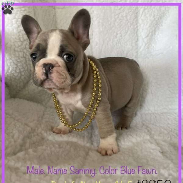 Sammy, French Bulldog Puppy