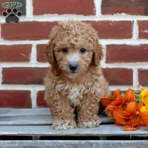 Cuddles, Miniature Poodle Puppy