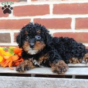 Bouncer, Miniature Poodle Puppy