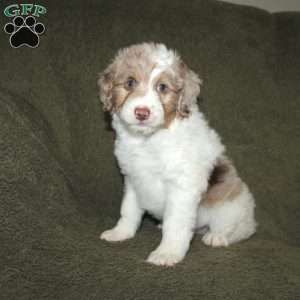 Teddy, Mini Aussiedoodle Puppy