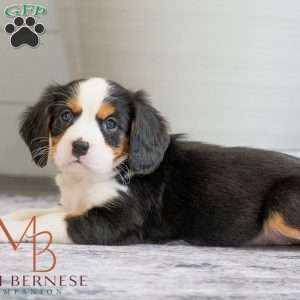 Karry, Miniature Bernese Mountain Dog Puppy