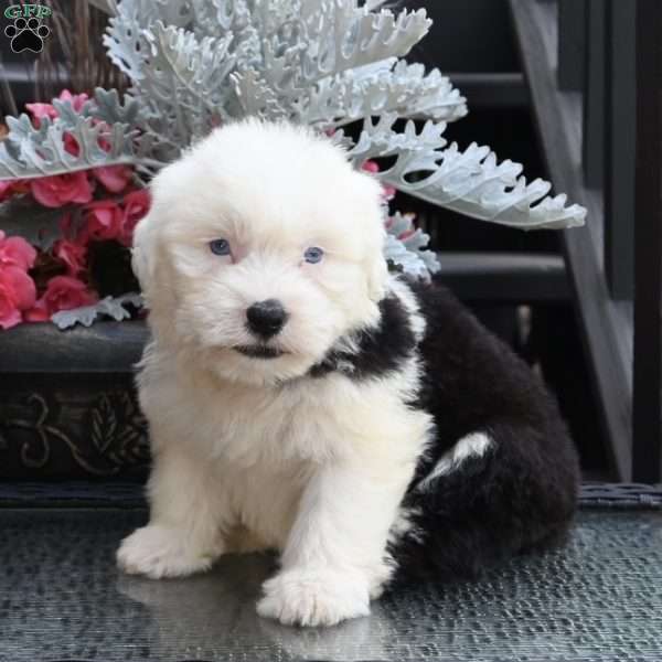 Kenzie, Old English Sheepdog Puppy