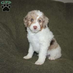 Teddy, Mini Aussiedoodle Puppy