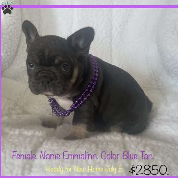 Emmalinn, French Bulldog Puppy