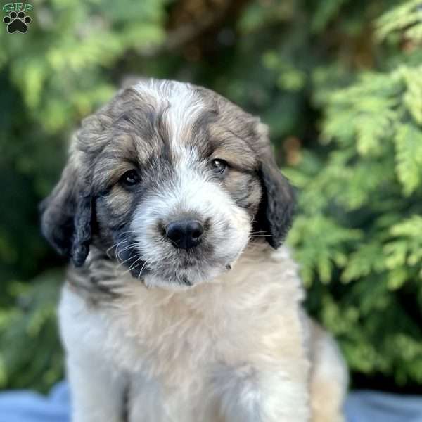 Max, Saint Berdoodle Puppy