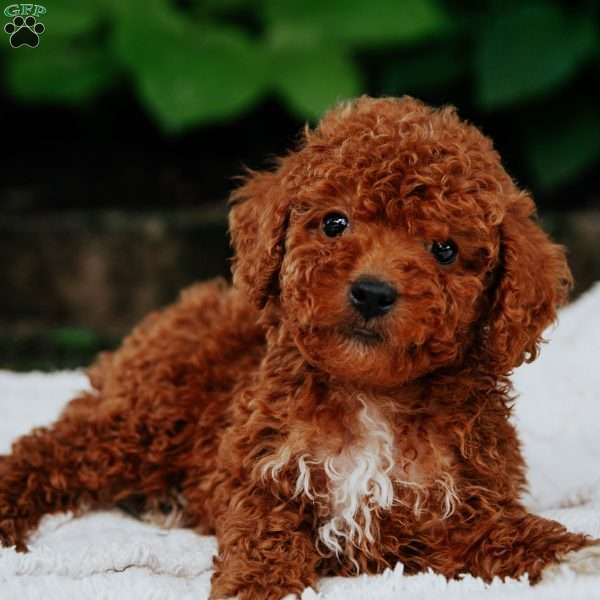 Bobby, Mini Goldendoodle Puppy